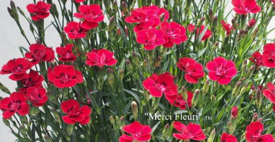 Dianthus-Merci-Fleuri-2.jpg